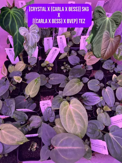 plant/Carla, Carla, Carla Seedling Bundle-2-thumbnail