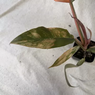 plant/Philodendron Caramel Marble - Exact Plant-3-thumbnail