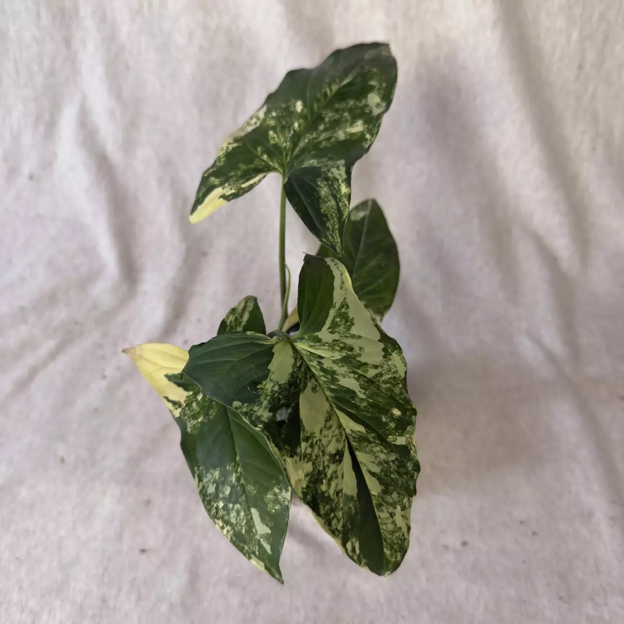 plant/Syngonium Aurea - Grower’s Choice-0