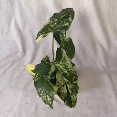 plant/Syngonium Aurea - Grower’s Choice-0-thumbnail
