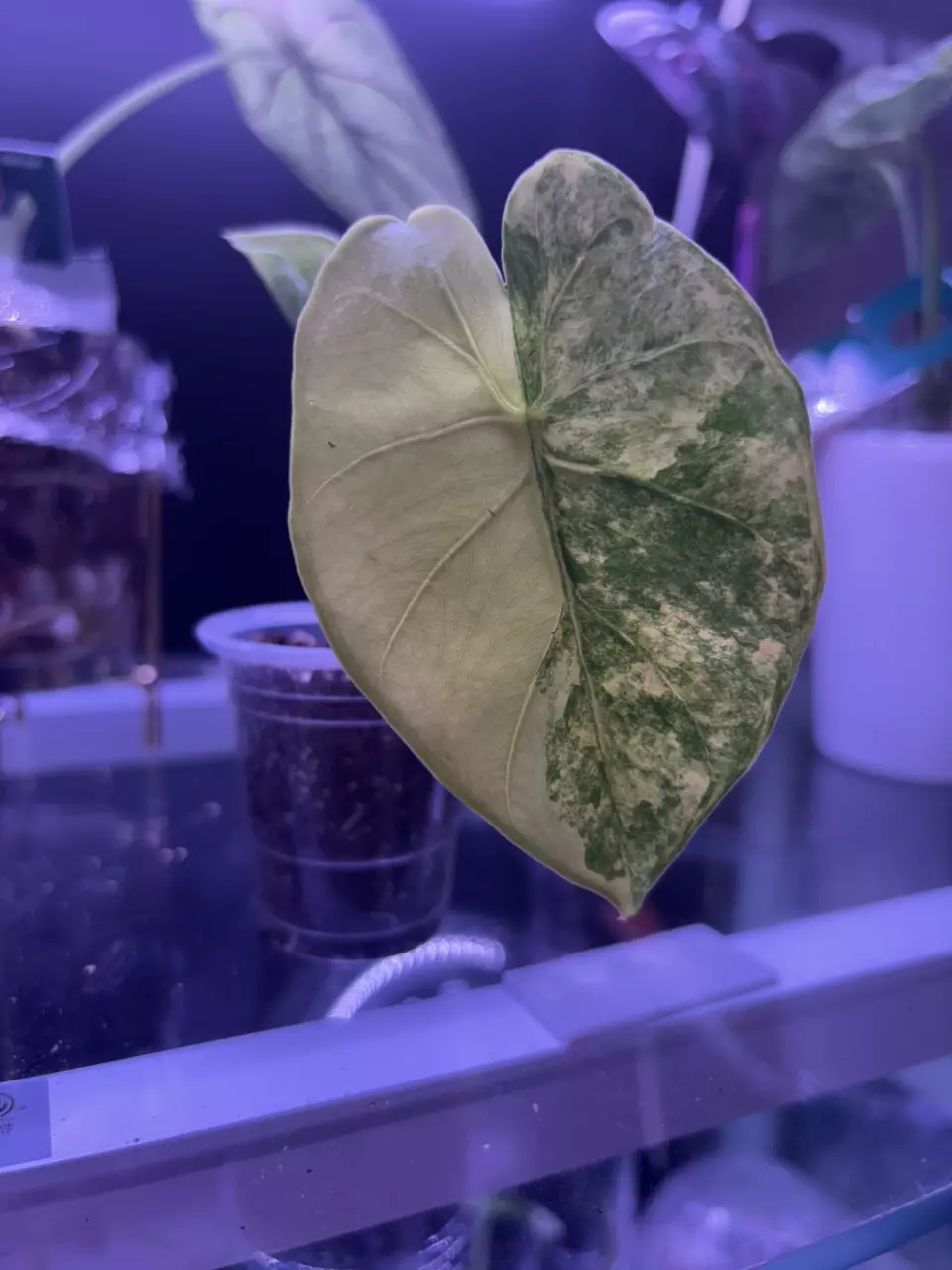 plant/Alocasia aurora pup-1