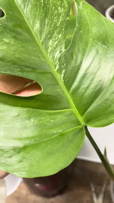 plant/Also monstera ( more white popping in new leaf! )-1-thumbnail