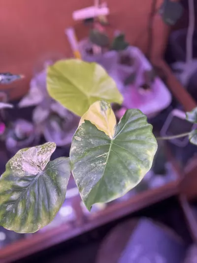 plant/Alocasia Gageana aurea-0-thumbnail
