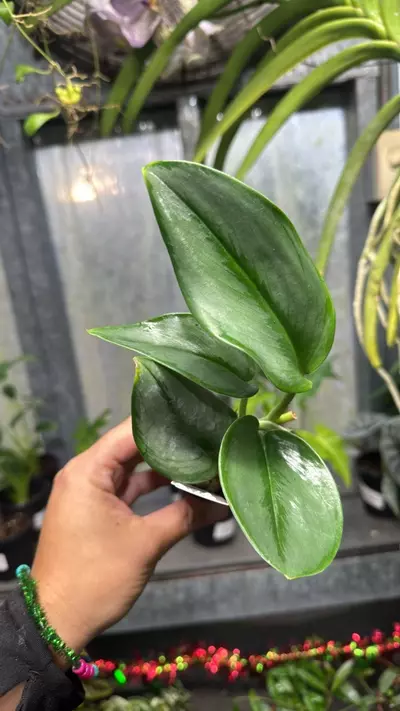 plant/568 Scindapsus Treubii Moonlight-0-thumbnail