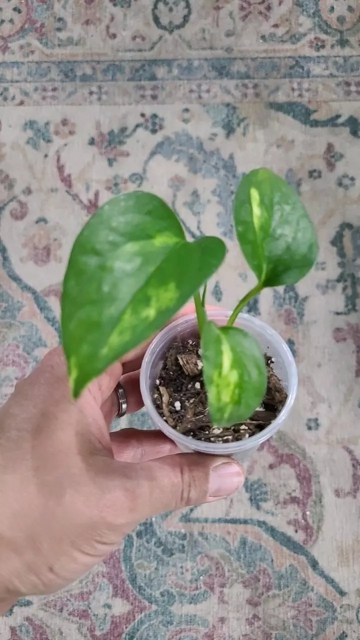 plant/Golden Pothos 2" 11-184-0