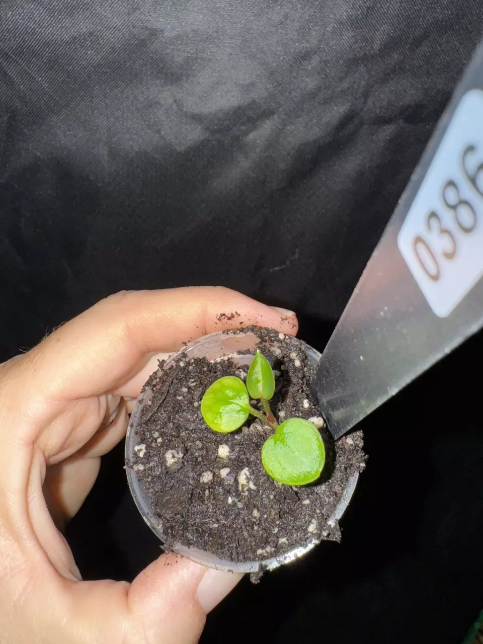 plant/0386. KOS x DB Home Sweet Home-0