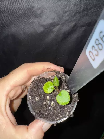 plant/0386. KOS x DB Home Sweet Home-0-thumbnail