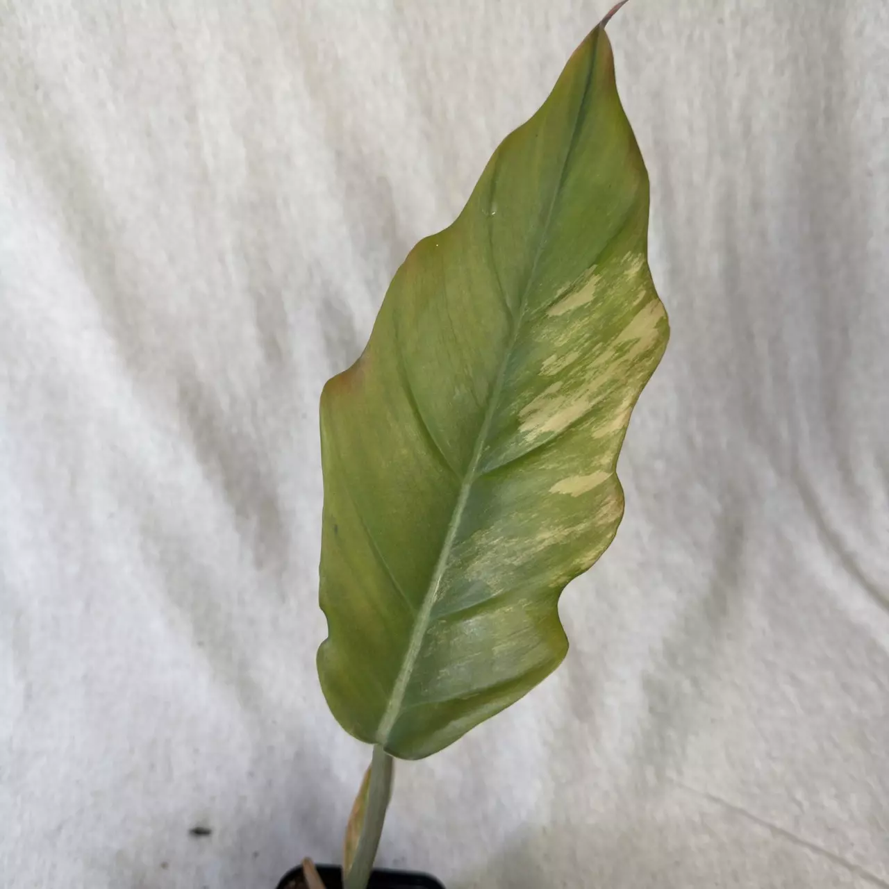plant/Philodendron Caramel Marble - Exact Plant-4