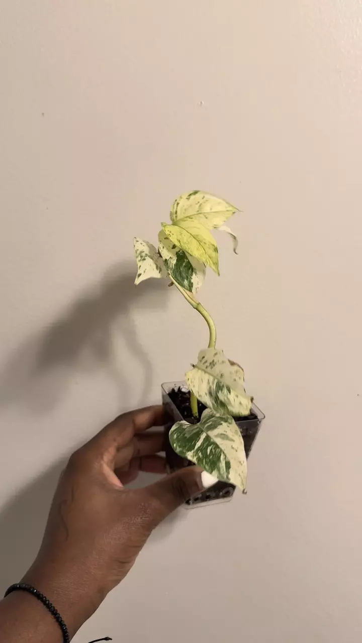 plant/Rhaphidophora Puberula Variegated-1