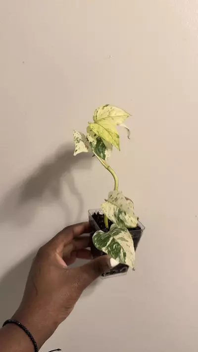 plant/Rhaphidophora Puberula Variegated-1-thumbnail