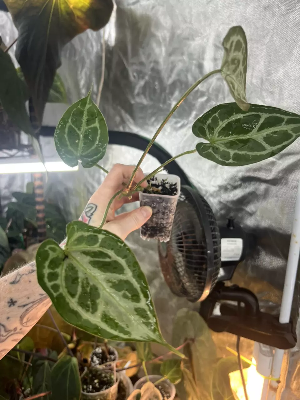 plant/Muchlis x Pap-1