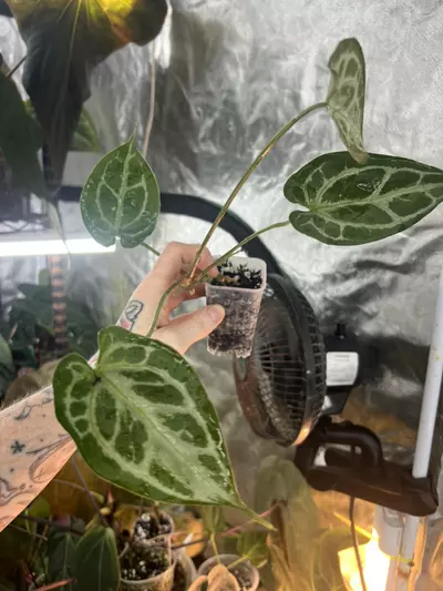 plant/Muchlis x Pap-1-thumbnail