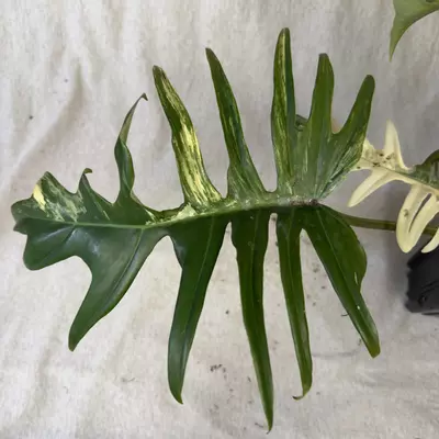 plant/Philodendron Florida Beauty x Tortum - Exact Plant-2-thumbnail