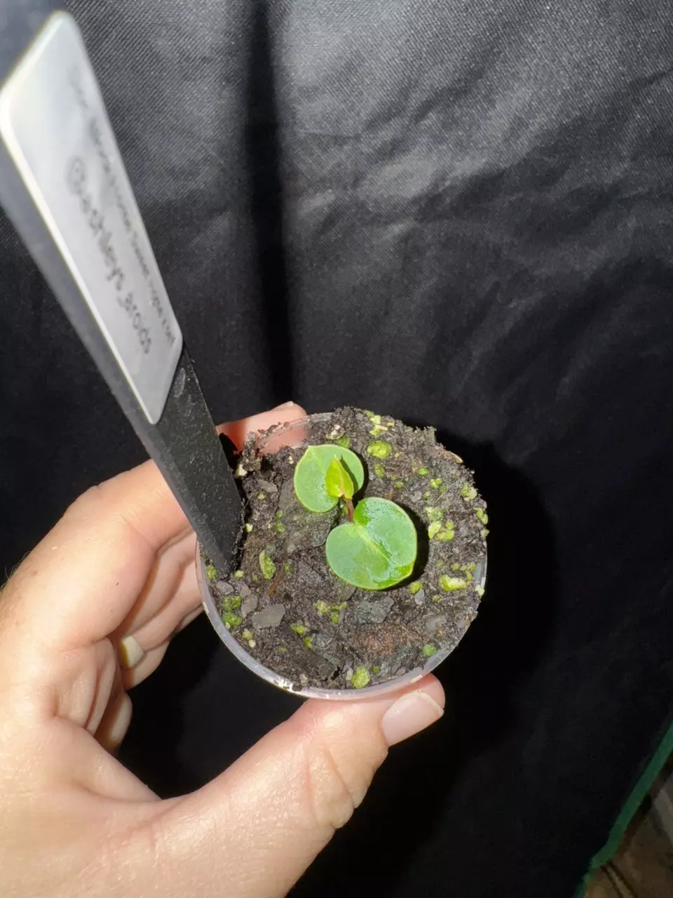 plant/0388. Doc Block Home Sweet Home x self-0