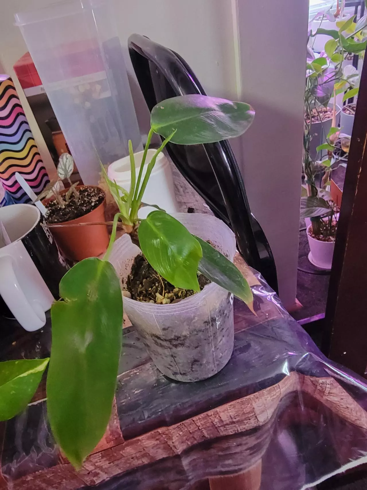 plant/Philodendron Noid-0