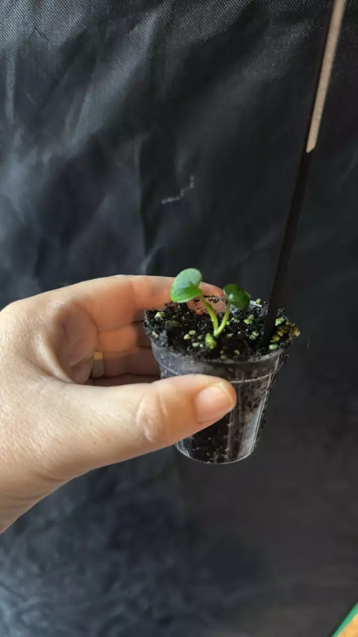 plant/0389. (RLFS x Dark Phoenix) x RVDP-0