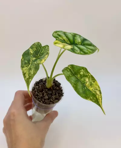 plant/AUREA DRAGON SCALE ALOCASIA - EXACT - F1-1-thumbnail