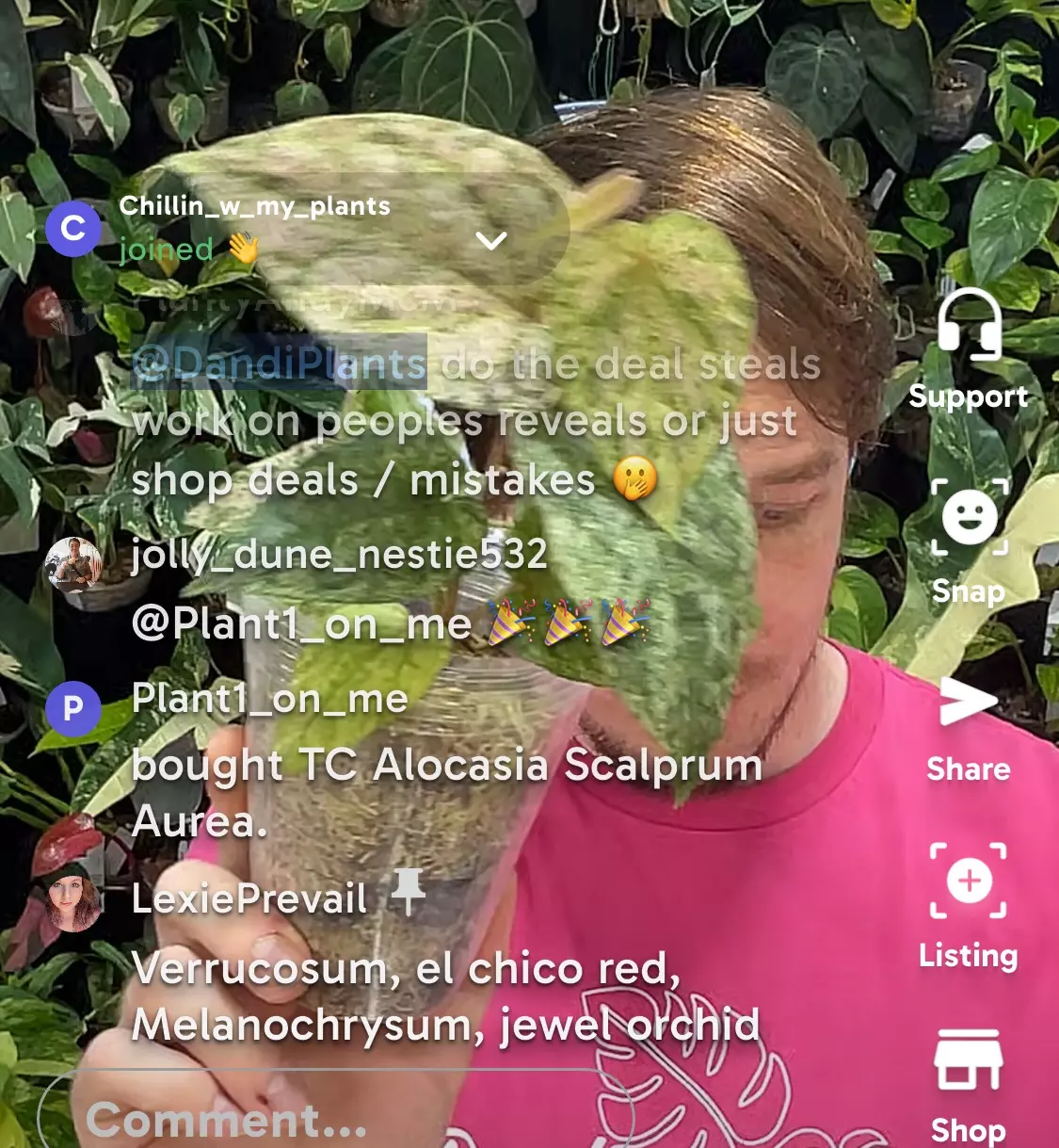 plant/Pink piper - seller choice Door Buster price-0