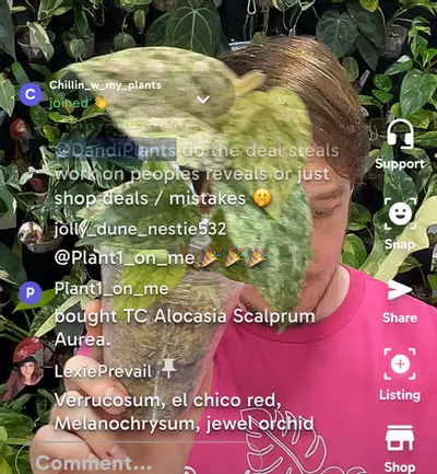 plant/Pink piper - seller choice Door Buster price-0-thumbnail