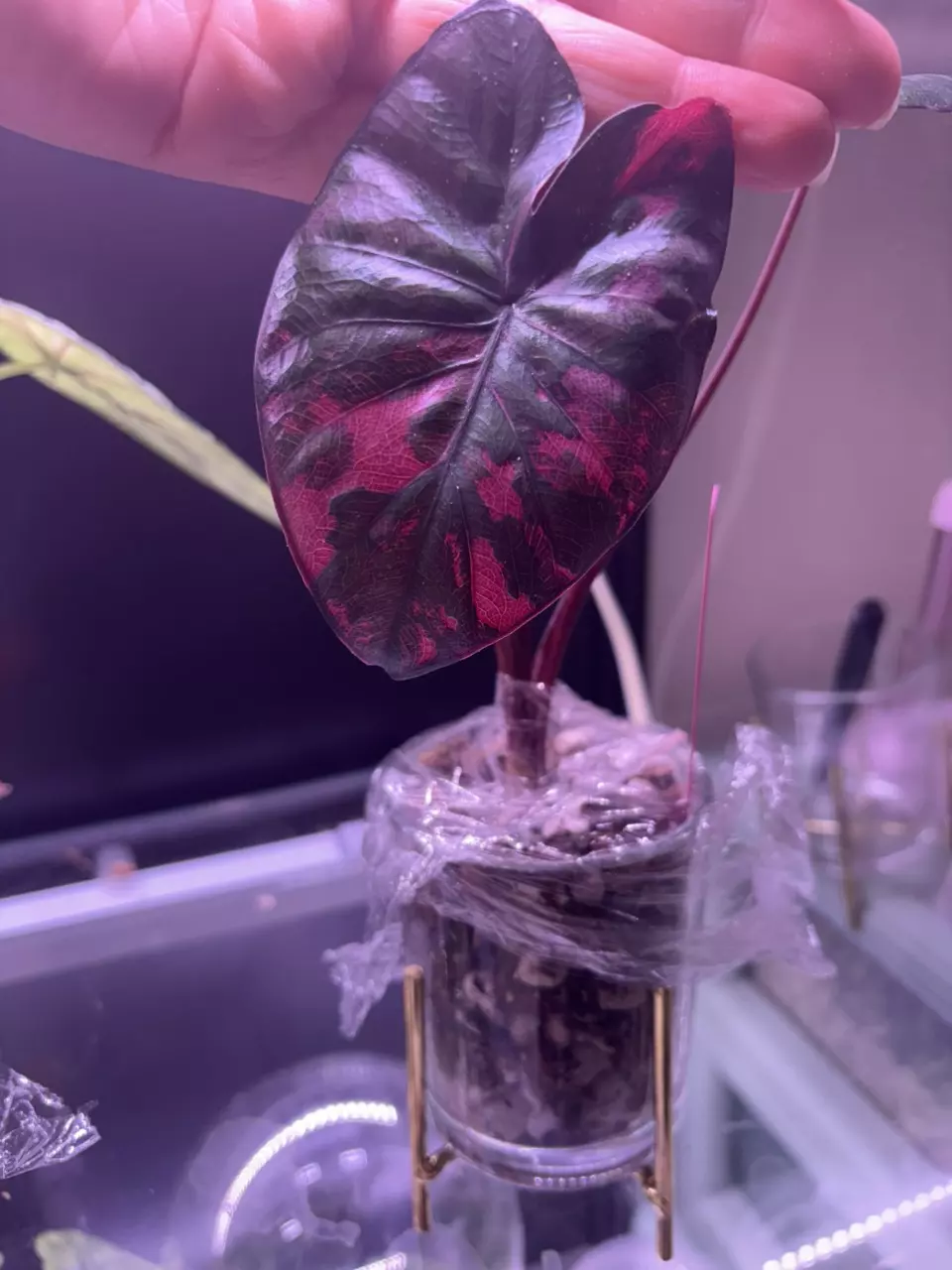 plant/Variegated Alocasia Serendipity CORM-1