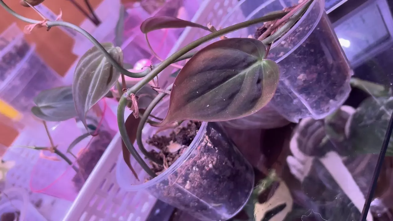 plant/Two in one micans-1