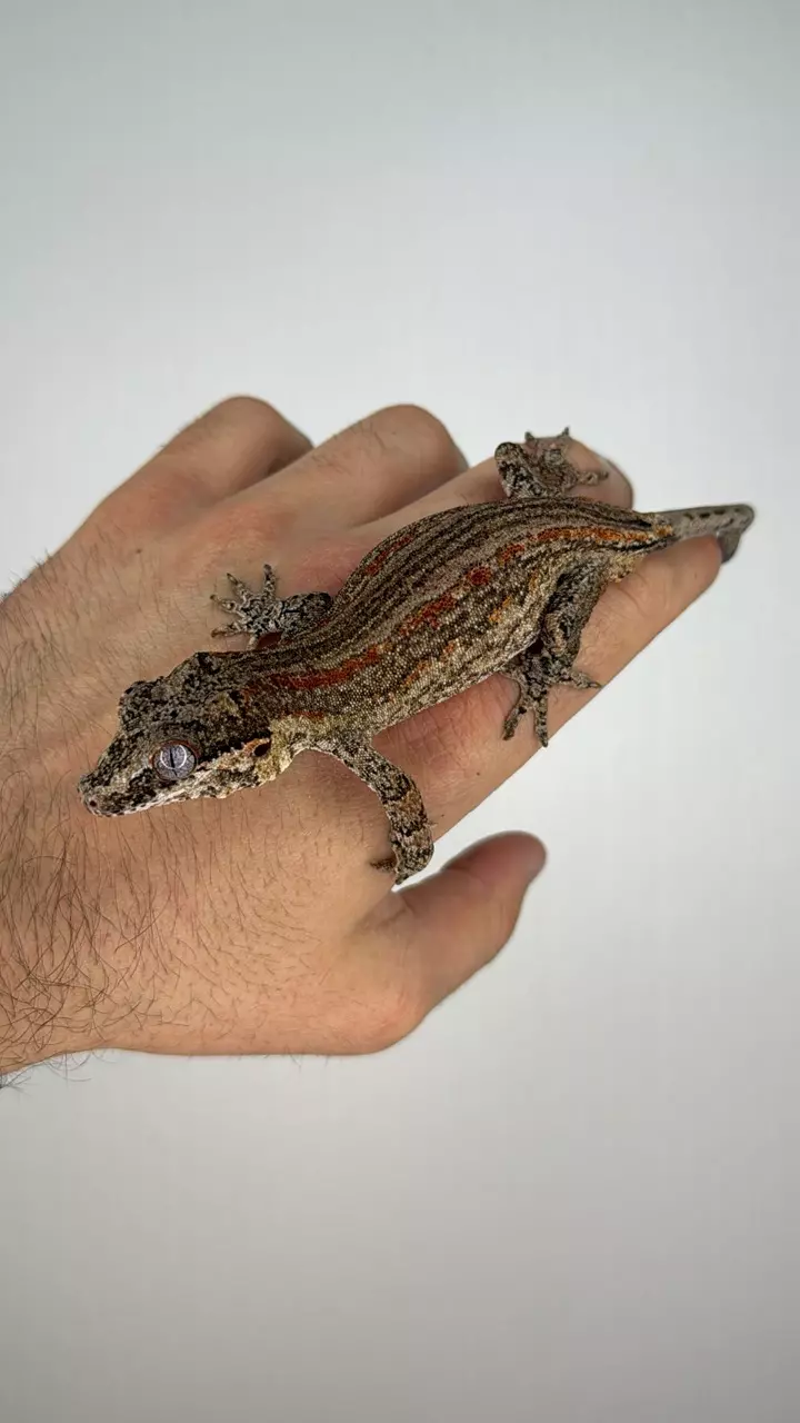 plant/Red striped gargoyle (male)-1