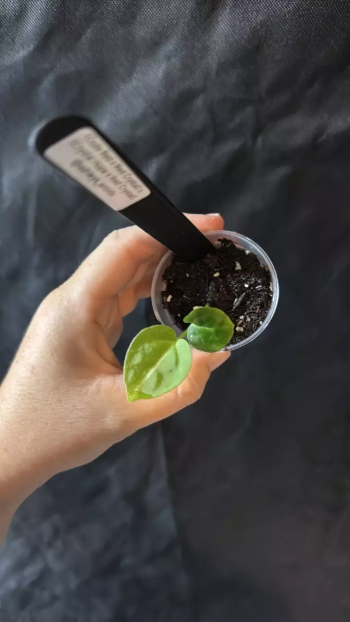 plant/0382. (Code Red x RC) x (Crystal Hope x RC)-0