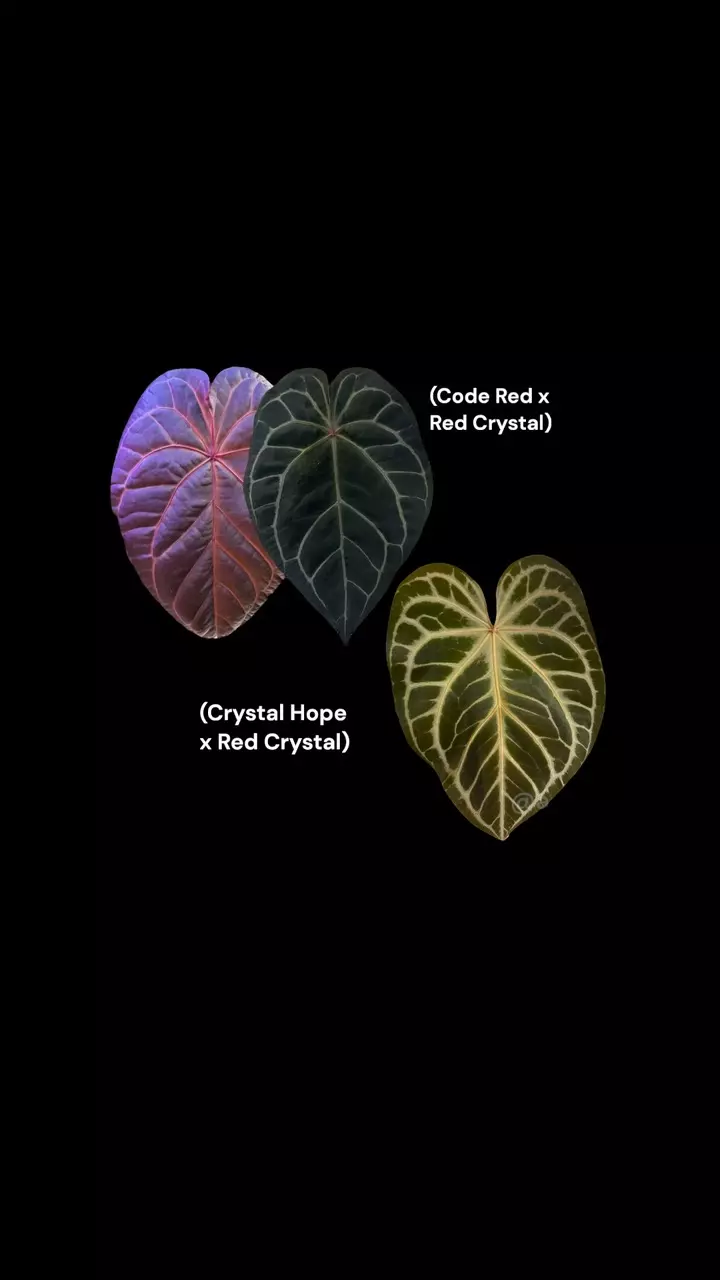 plant/0382. (Code Red x RC) x (Crystal Hope x RC)-1