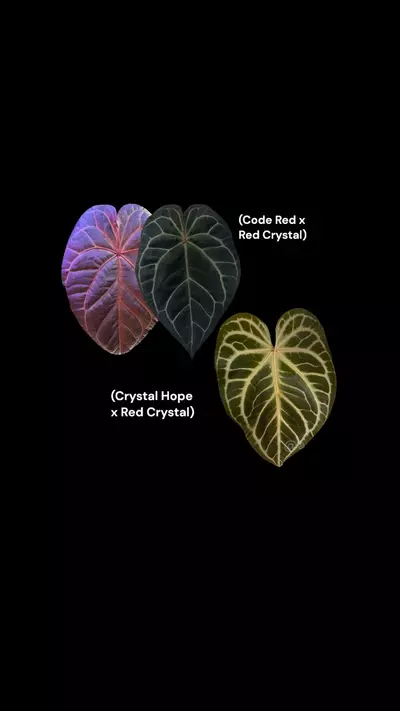 plant/0382. (Code Red x RC) x (Crystal Hope x RC)-1-thumbnail