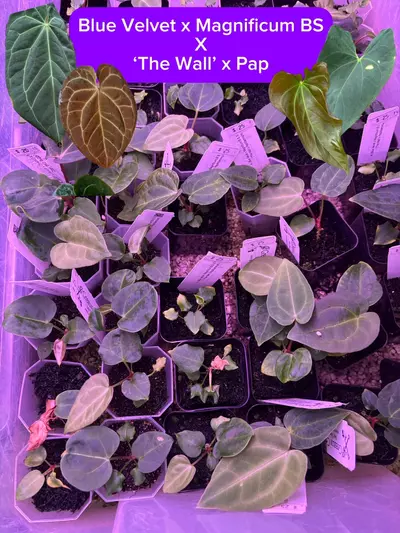 plant/Who’s Your Pap-py? Bundle-0-thumbnail