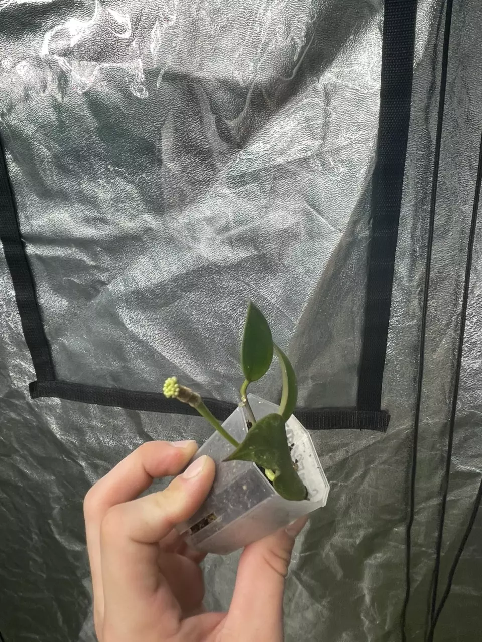 plant/Hoya Sunrise (2)-1