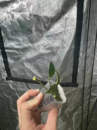 plant/Hoya Sunrise (2)-1-thumbnail