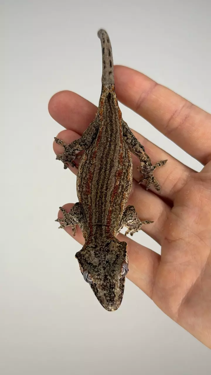 plant/Red striped gargoyle (male)-4