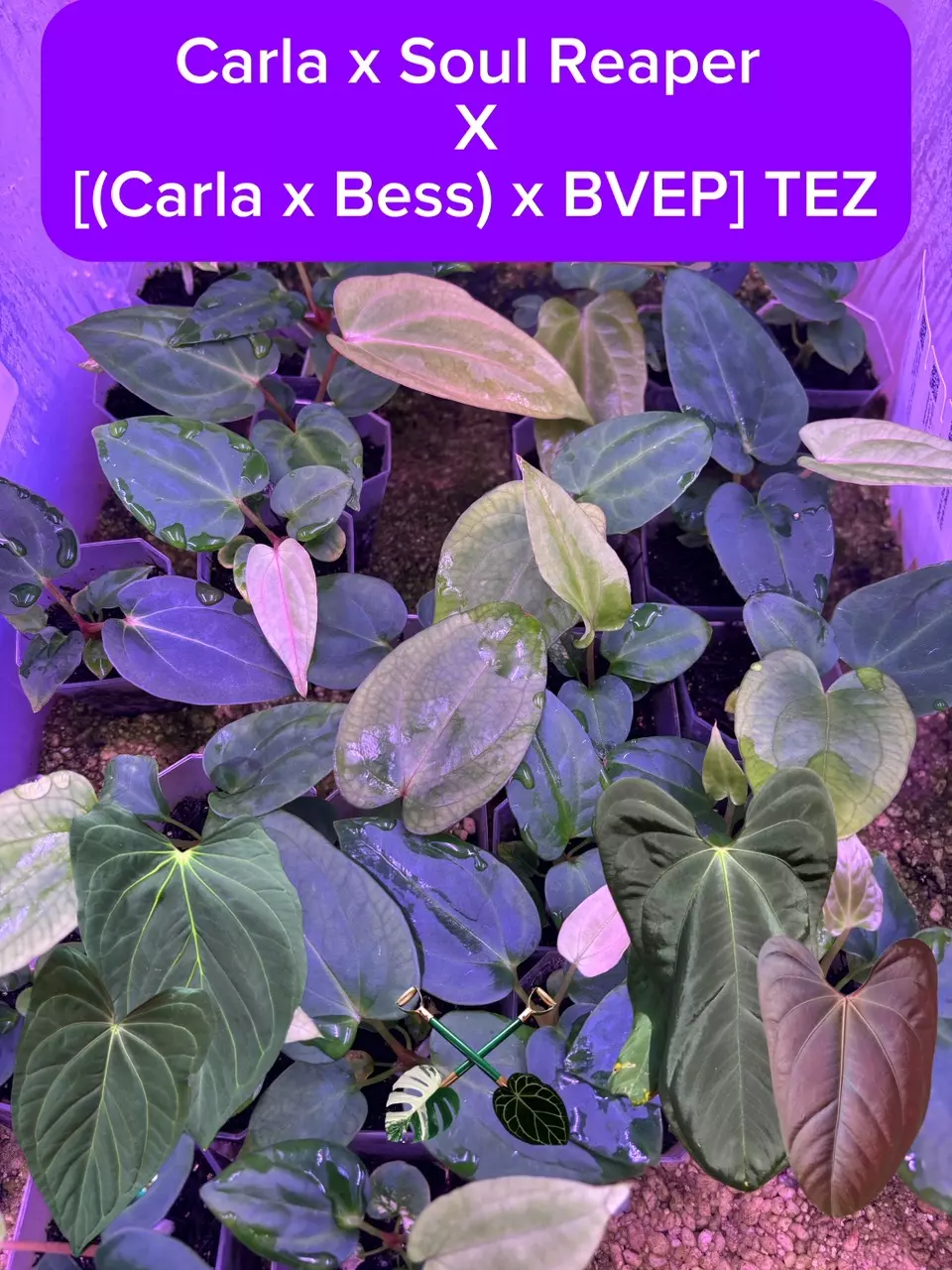plant/Carla, Carla, Carla Seedling Bundle-0