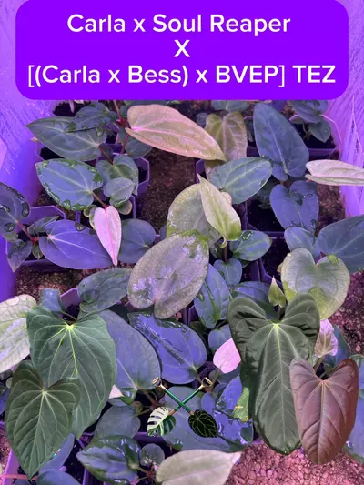 plant/Carla, Carla, Carla Seedling Bundle-0-thumbnail