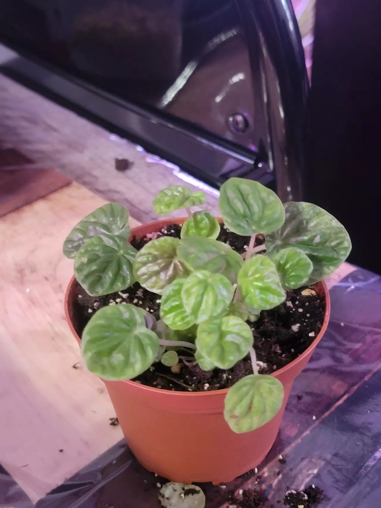 plant/Peperomia Emerald-0