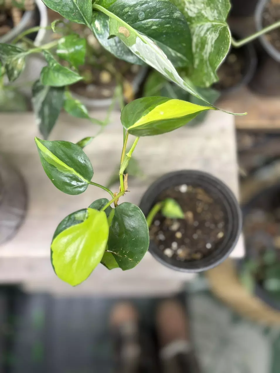 plant/Heart Leaf Philodendrons-0