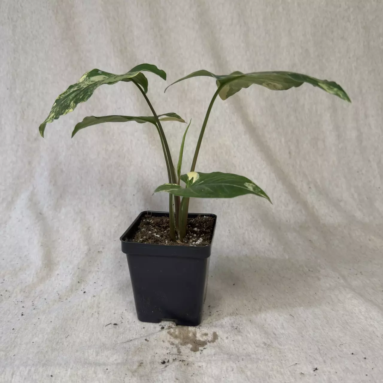 plant/Syngonium Aurea - Grower’s Choice-3