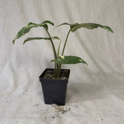 plant/Syngonium Aurea - Grower’s Choice-3-thumbnail