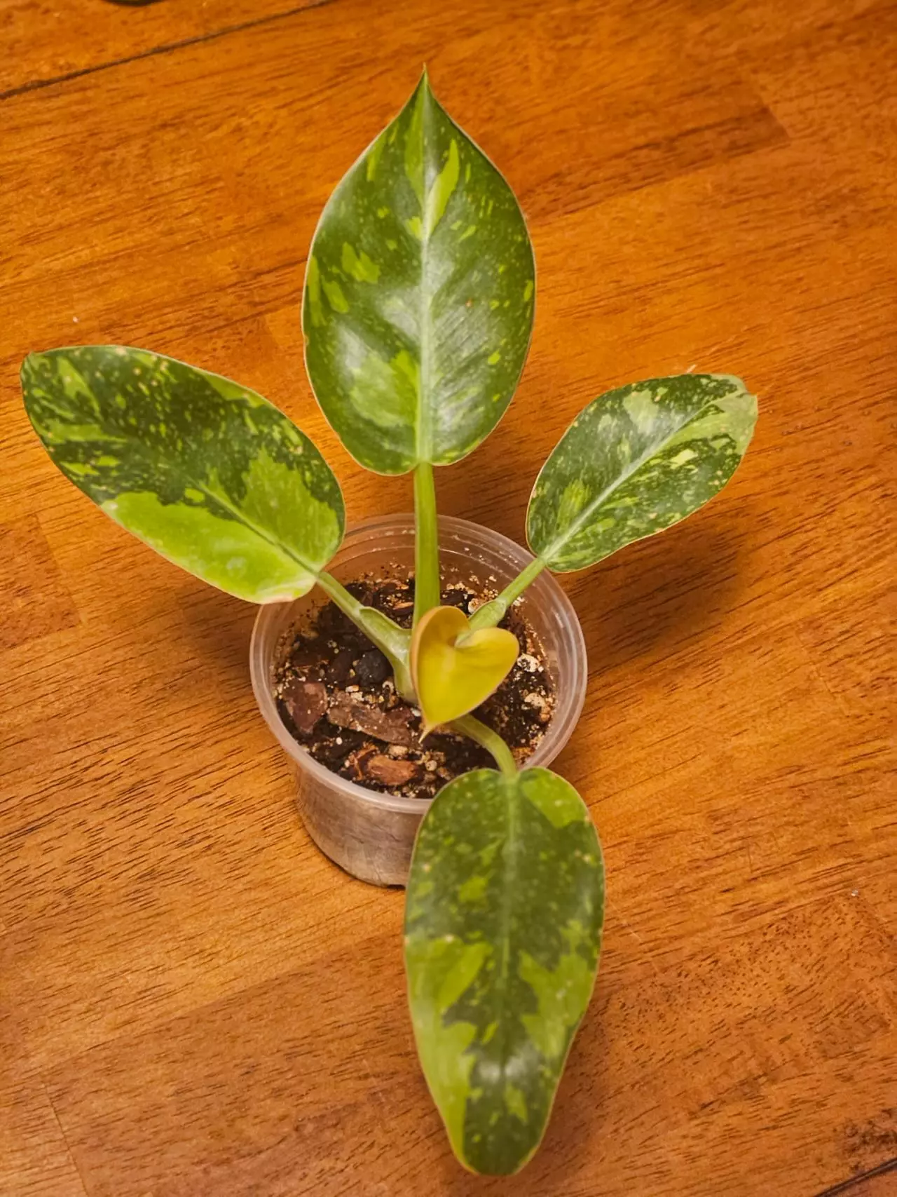 plant/V. Green Congo (Copper Flame)-0