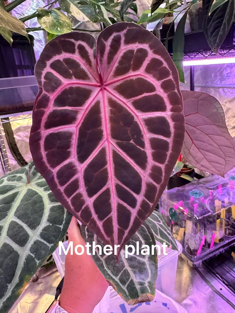 plant/0388. Doc Block Home Sweet Home x self-1