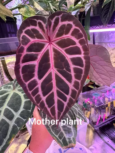 plant/0388. Doc Block Home Sweet Home x self-1-thumbnail