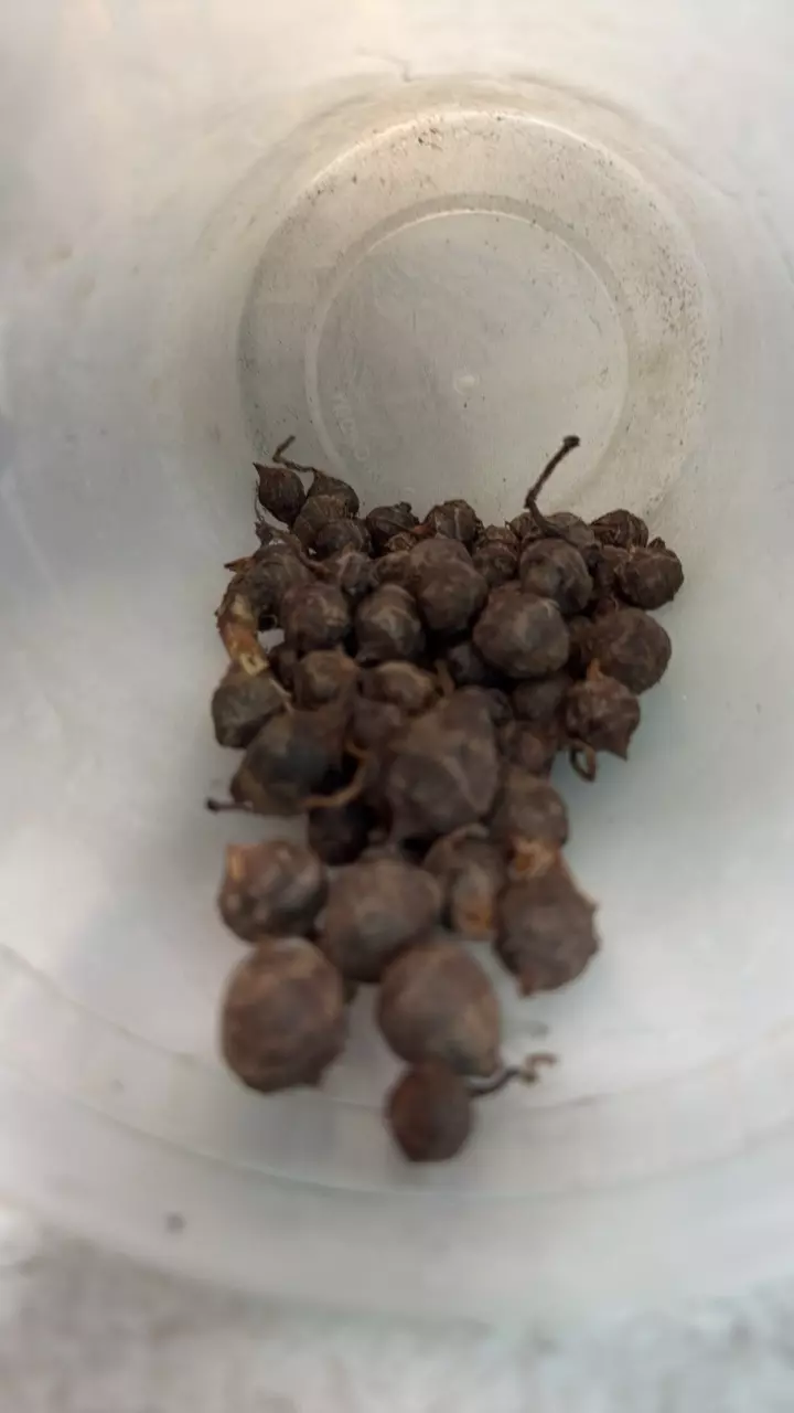 free_shipping/Alocasia variegated macrorhiza corms 5 pack!-0