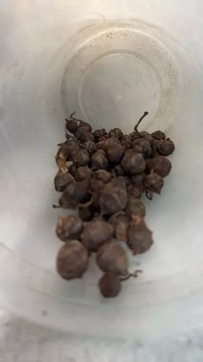 free_shipping/Alocasia variegated macrorhiza corms 5 pack!-0-thumbnail