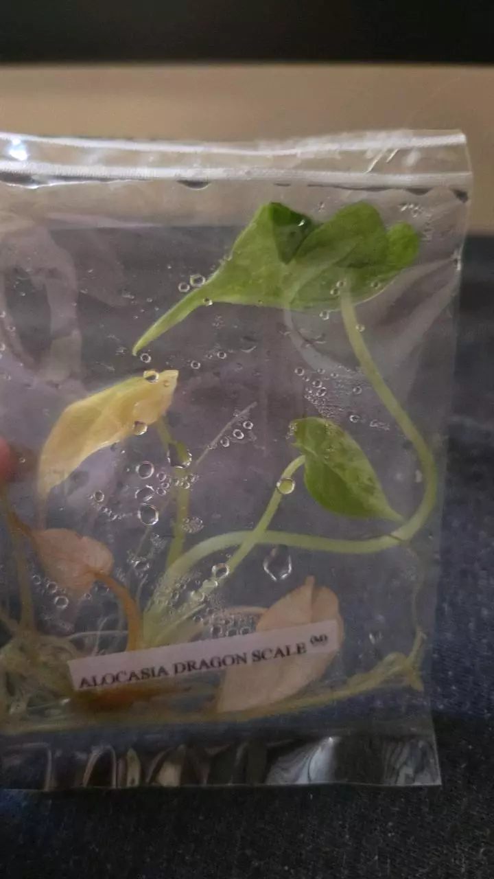 plant/Dragon scale mint-0