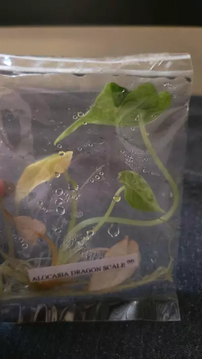 plant/Dragon scale mint-0-thumbnail