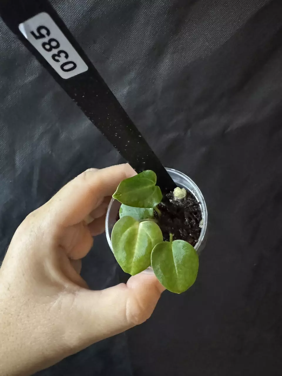 plant/0385. Carla 'District' x BWM f1-0