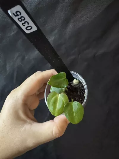 plant/0385. Carla 'District' x BWM f1-0-thumbnail