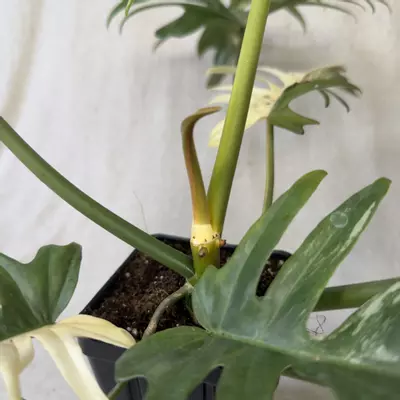 plant/Philodendron Florida Beauty x Tortum - Exact Plant-5-thumbnail