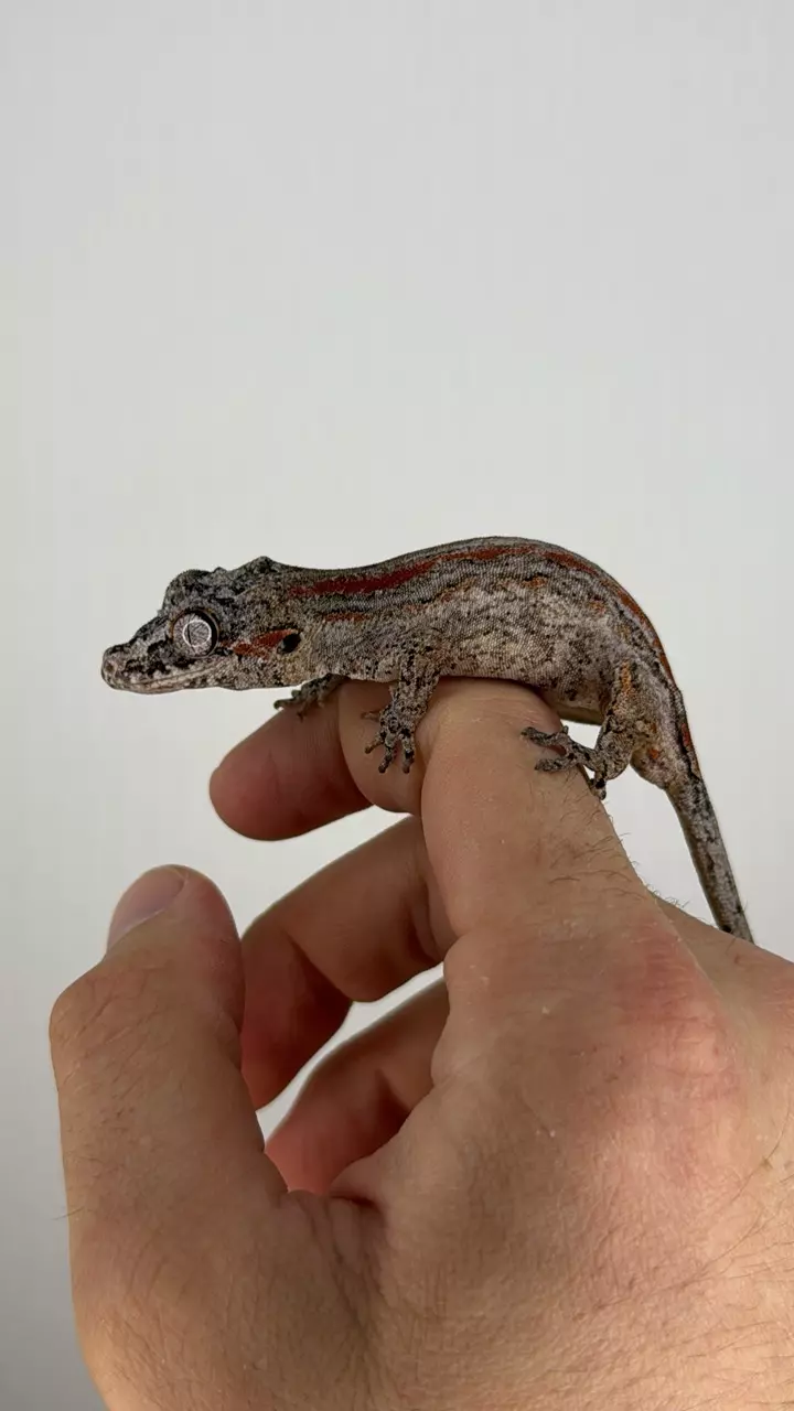 plant/Red striped gargoyle (male)-0